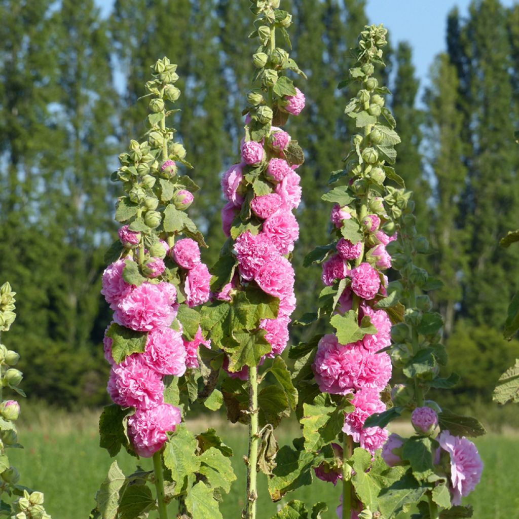 Graines de Rose trémière double Chater's Rose-Pink - Alcea rosea