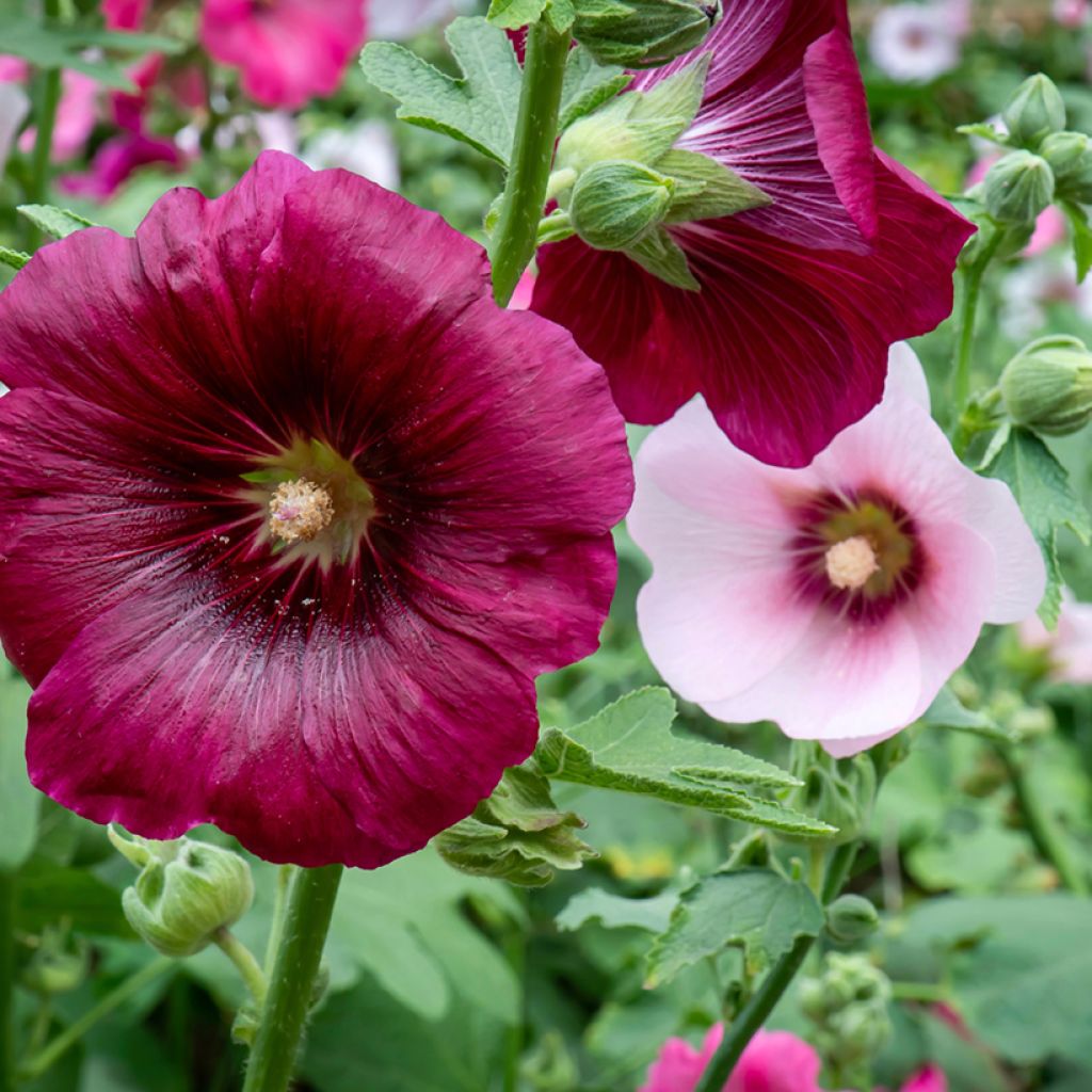 Alcea rosea Simplex - Rose Trémière en mélange