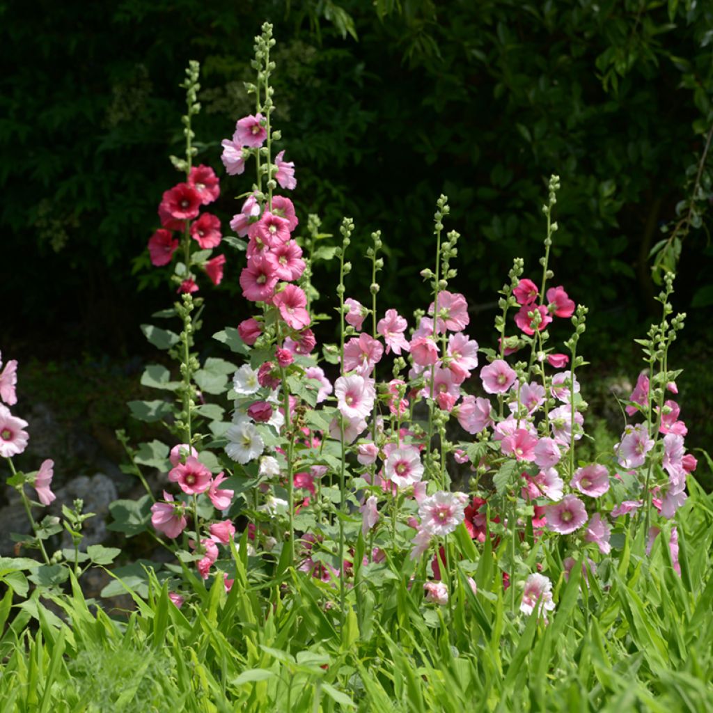 Alcea rosea Simplex - Rose Trémière en mélange