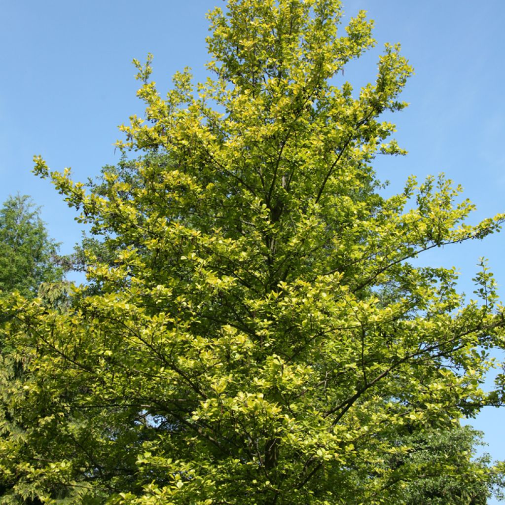 Aulne glutineux - Alnus glutinosa Aurea