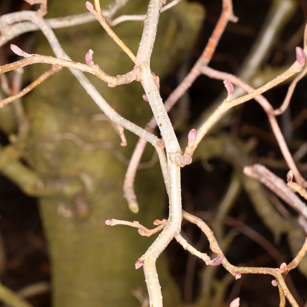 Aulne glutineux - Alnus glutinosa Greenwood