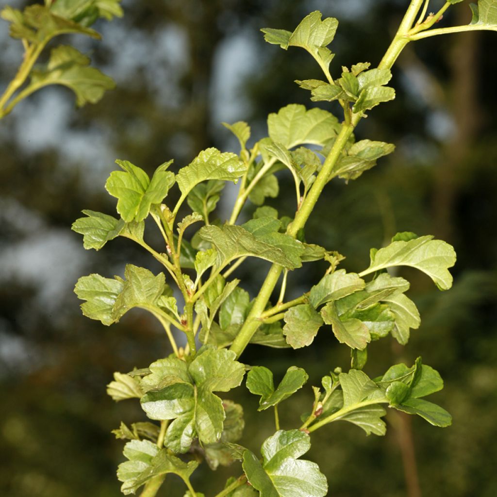 Aulne glutineux - Alnus glutinosa Incisa