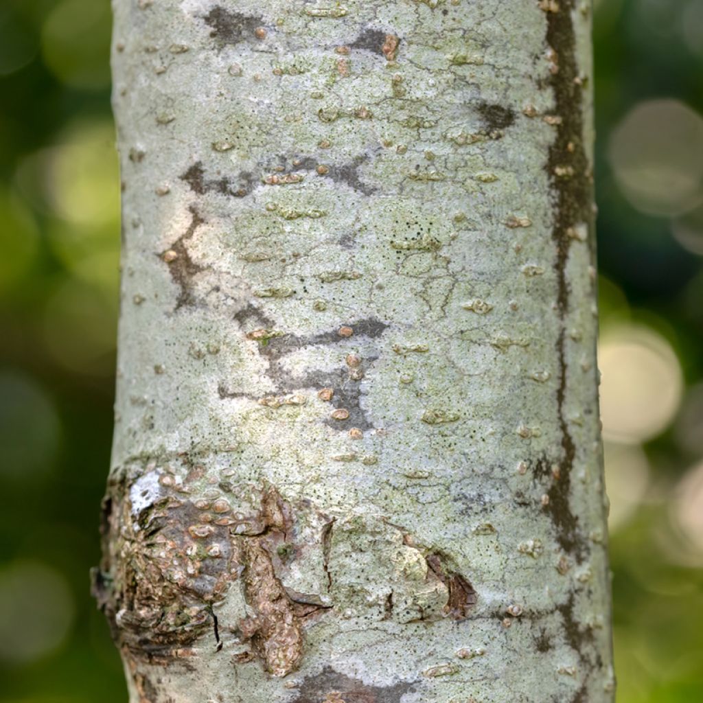 Aulne glutineux - Alnus glutinosa Laciniata