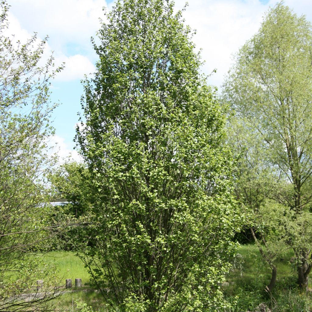 Aulne glutineux - Alnus glutinosa Luszyn