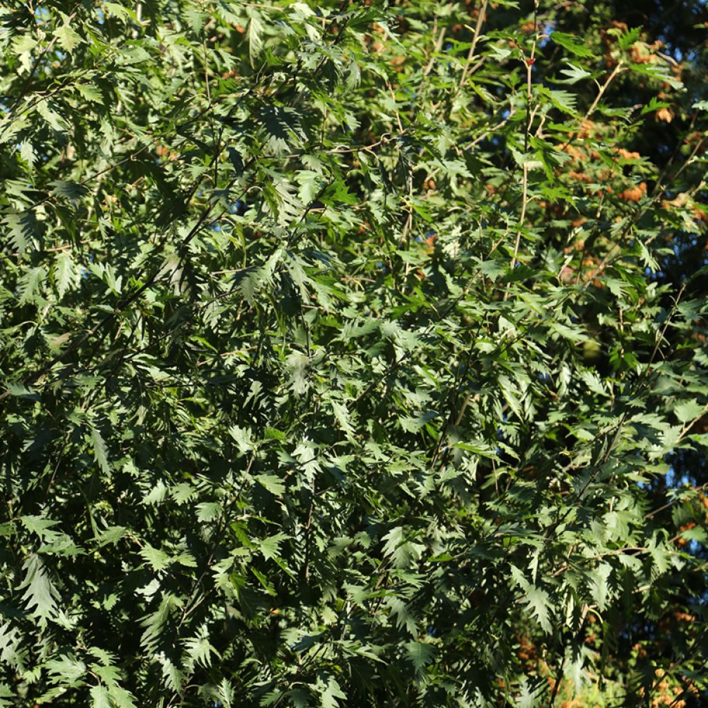 Aulne blanc - Alnus incana Laciniata