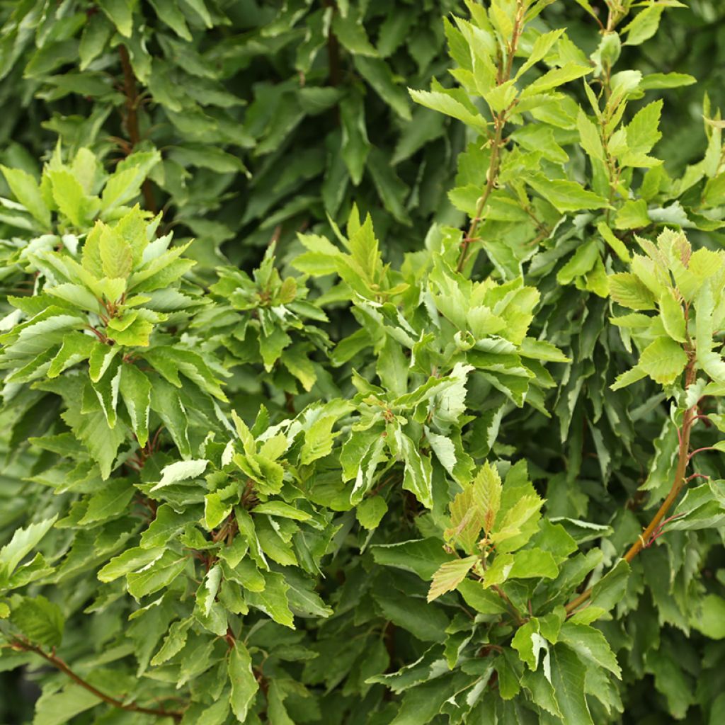 Aulne blanc - Alnus incana Monstrosa