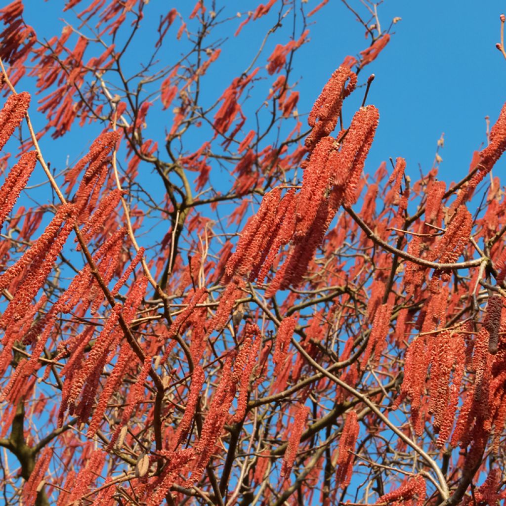 Alnus spaethii - Aulne de Spaeth