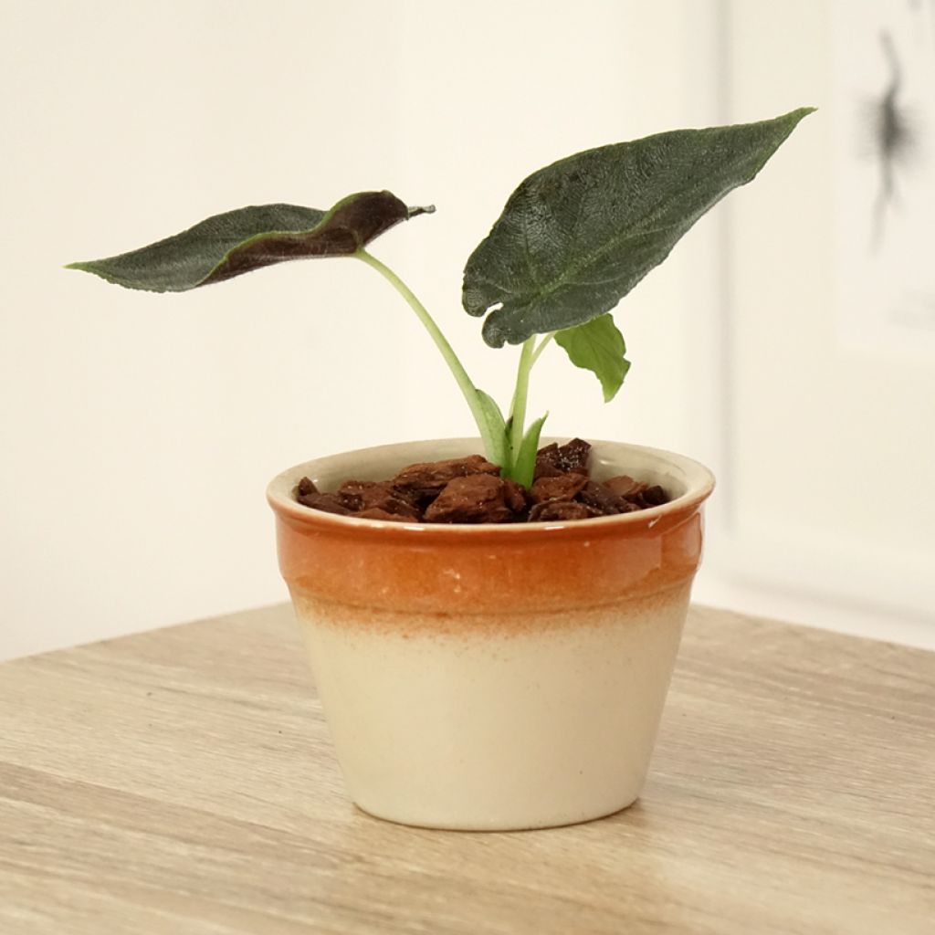 Alocasia Antoro Velvet - Oreille d'éléphant
