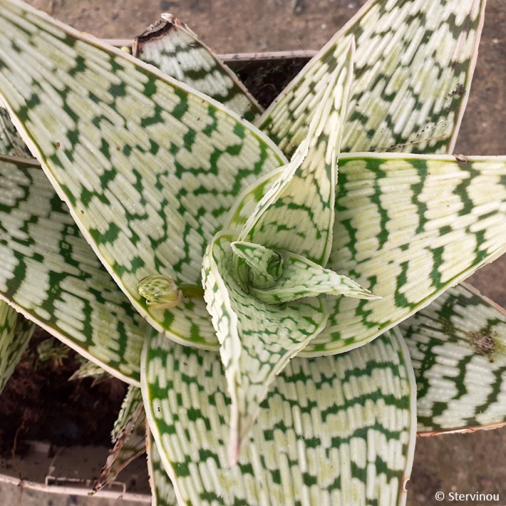 Aloe Delta Lights