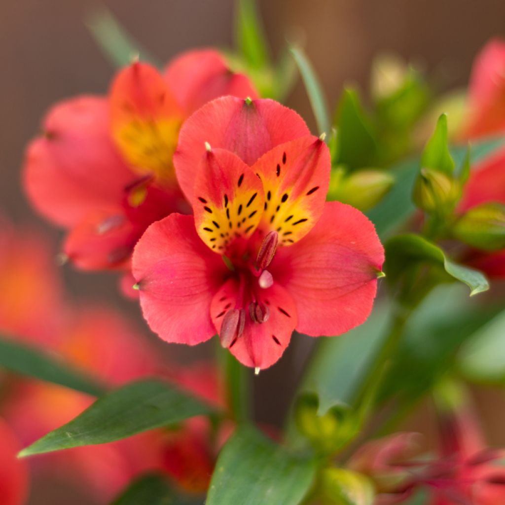 Alstroemeria Summer Holiday - Lis des Incas