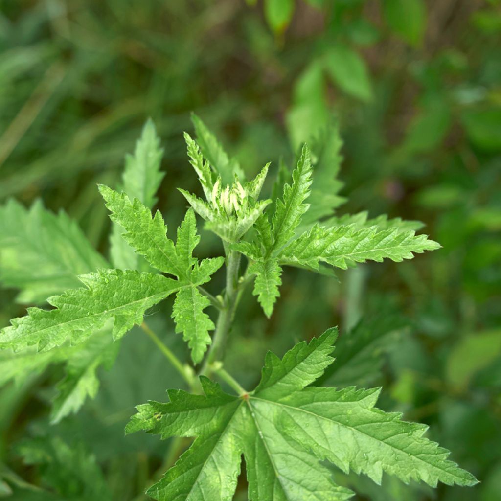 Althaea cannabina - Guimauve faux-chanvre