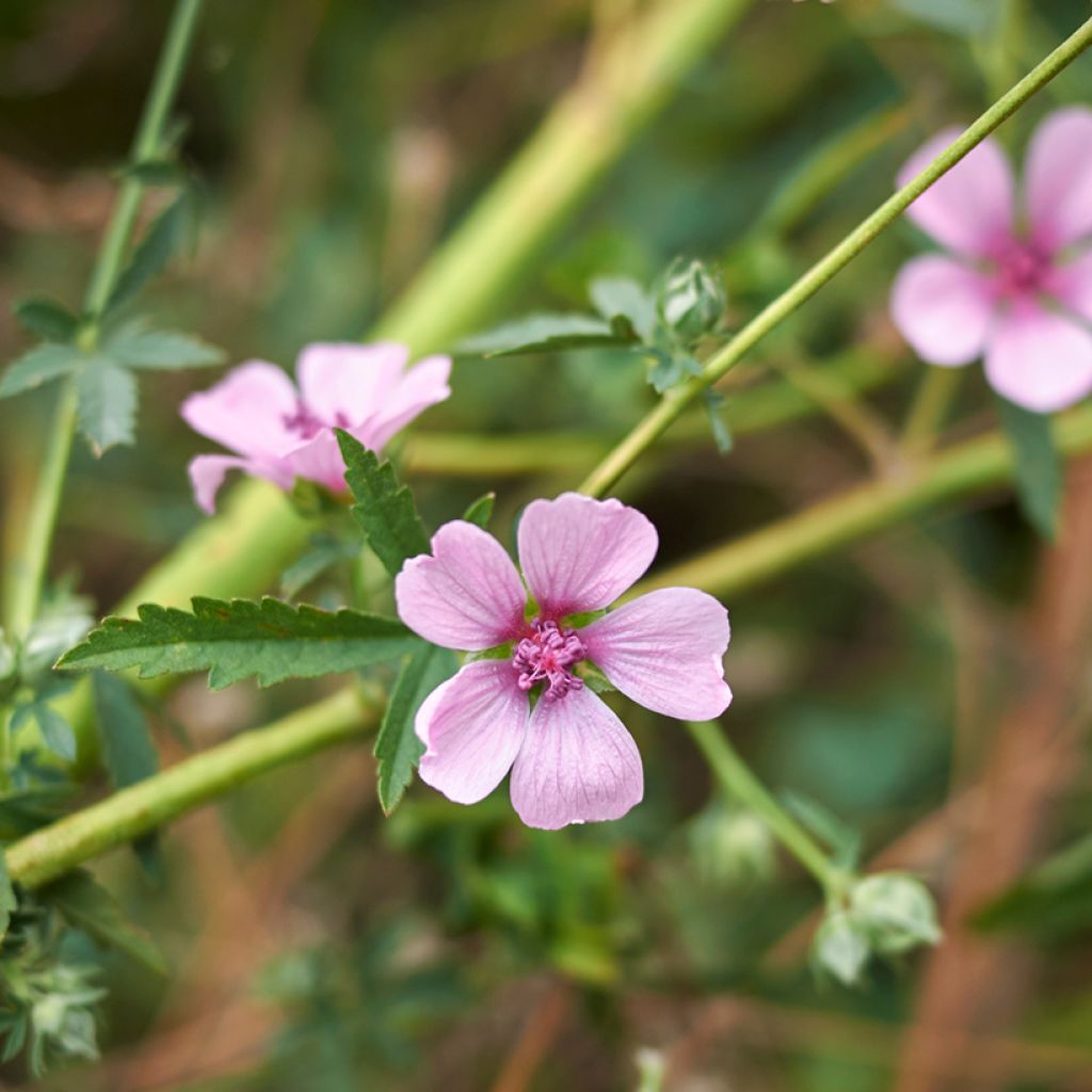 Althaea cannabina - Guimauve faux-chanvre