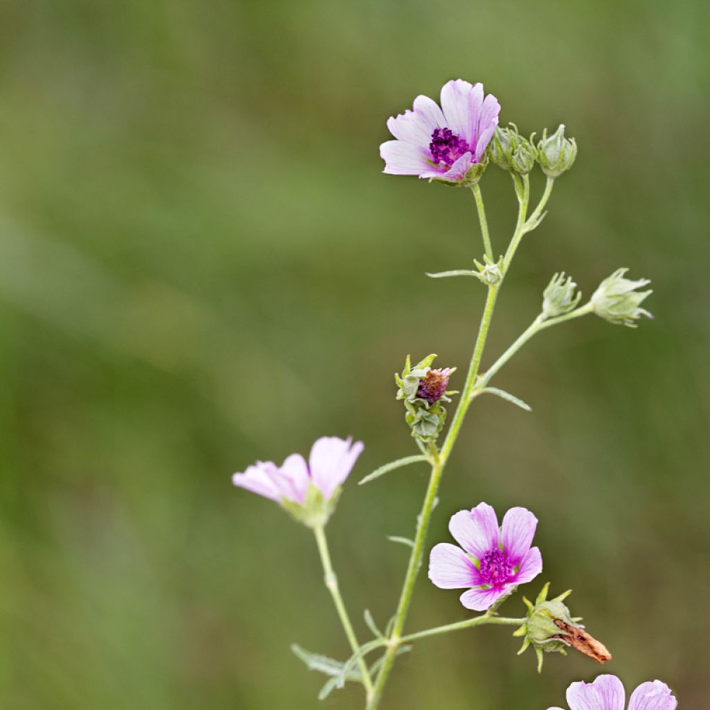 Althaea cannabina - Guimauve faux-chanvre