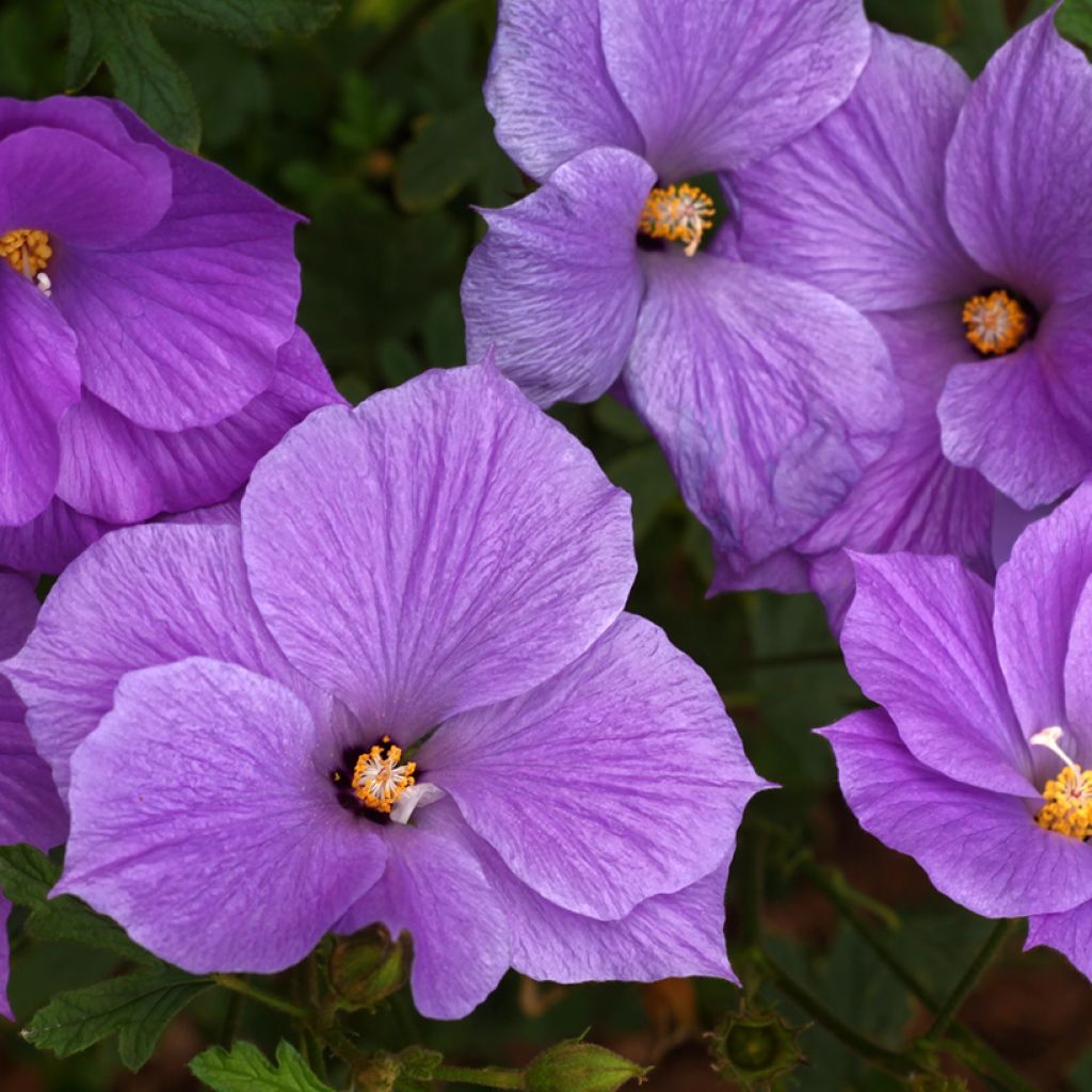 Alyogyne huegelii - Hibiscus bleu d'Australie