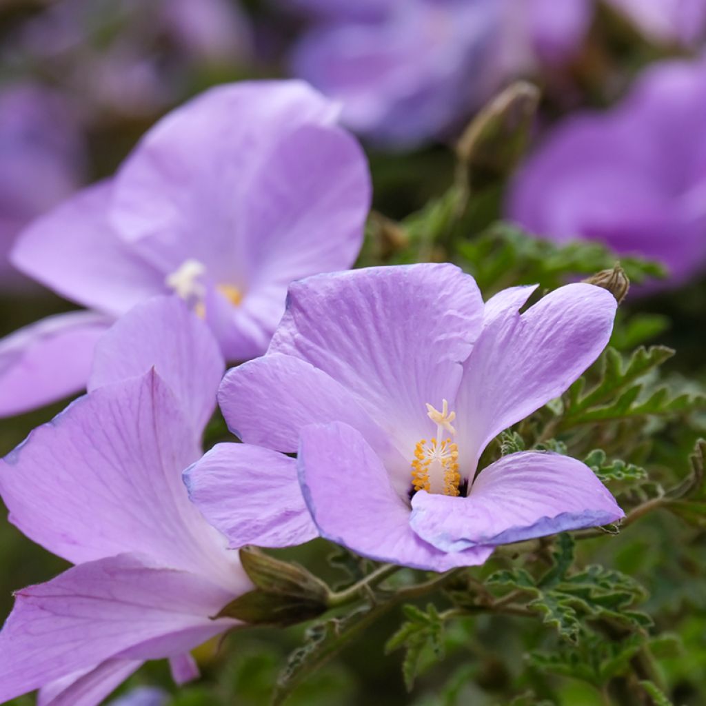 Alyogyne huegelii - Hibiscus bleu d'Australie