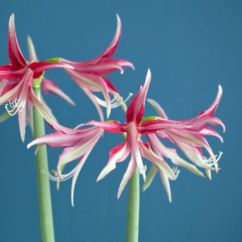 Amaryllis Quito - HIppeastrum Cybister