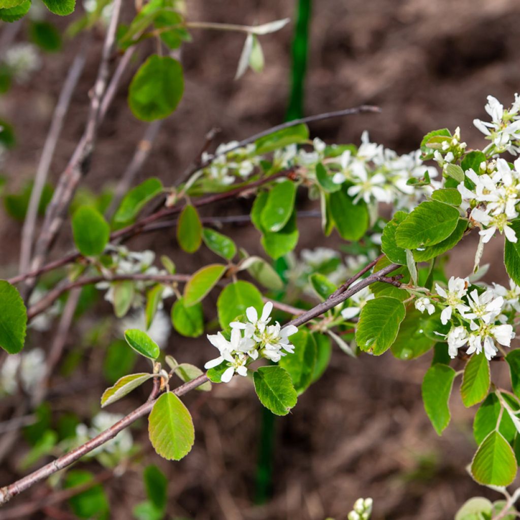 Amelanchier Thiessen