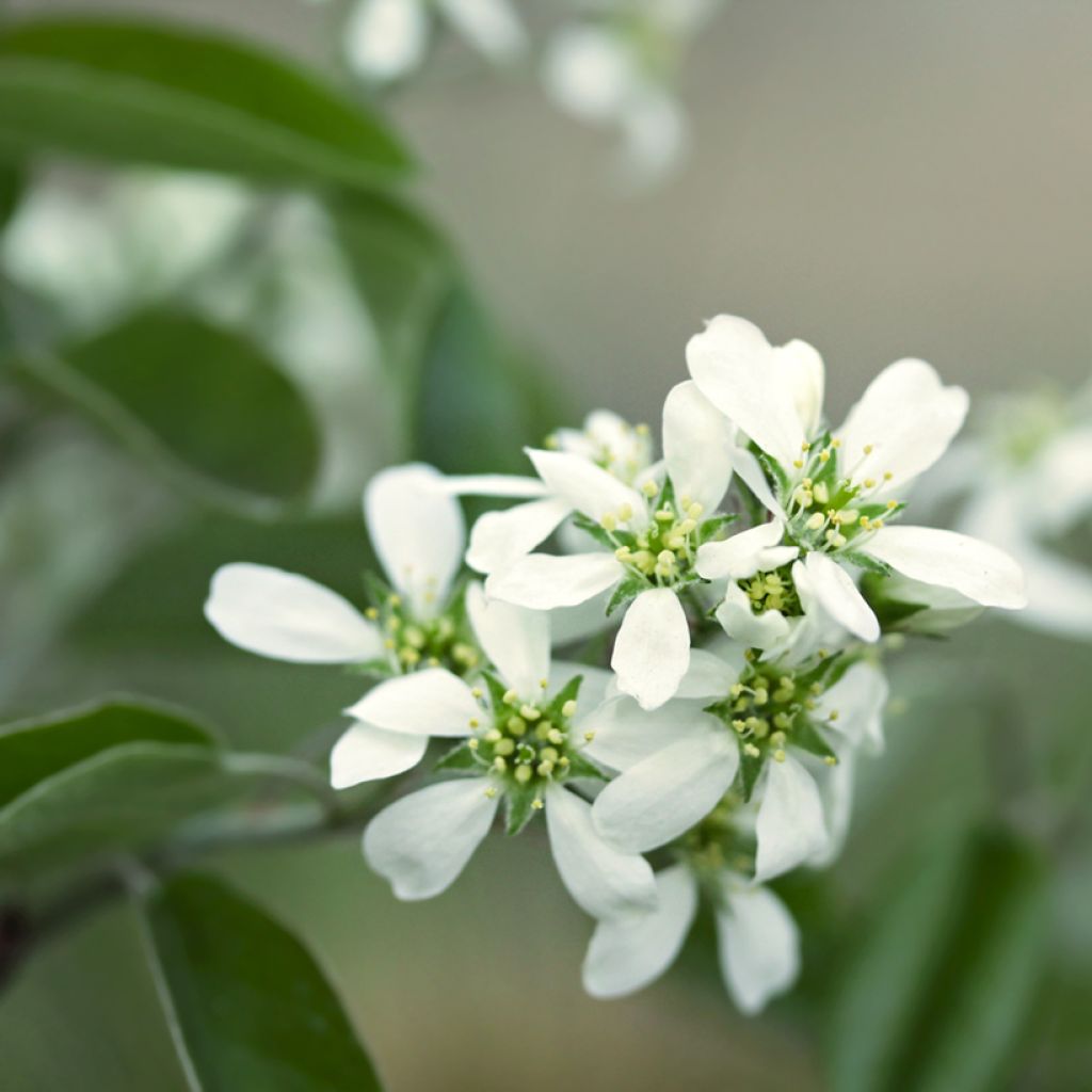 Amelanchier Thiessen