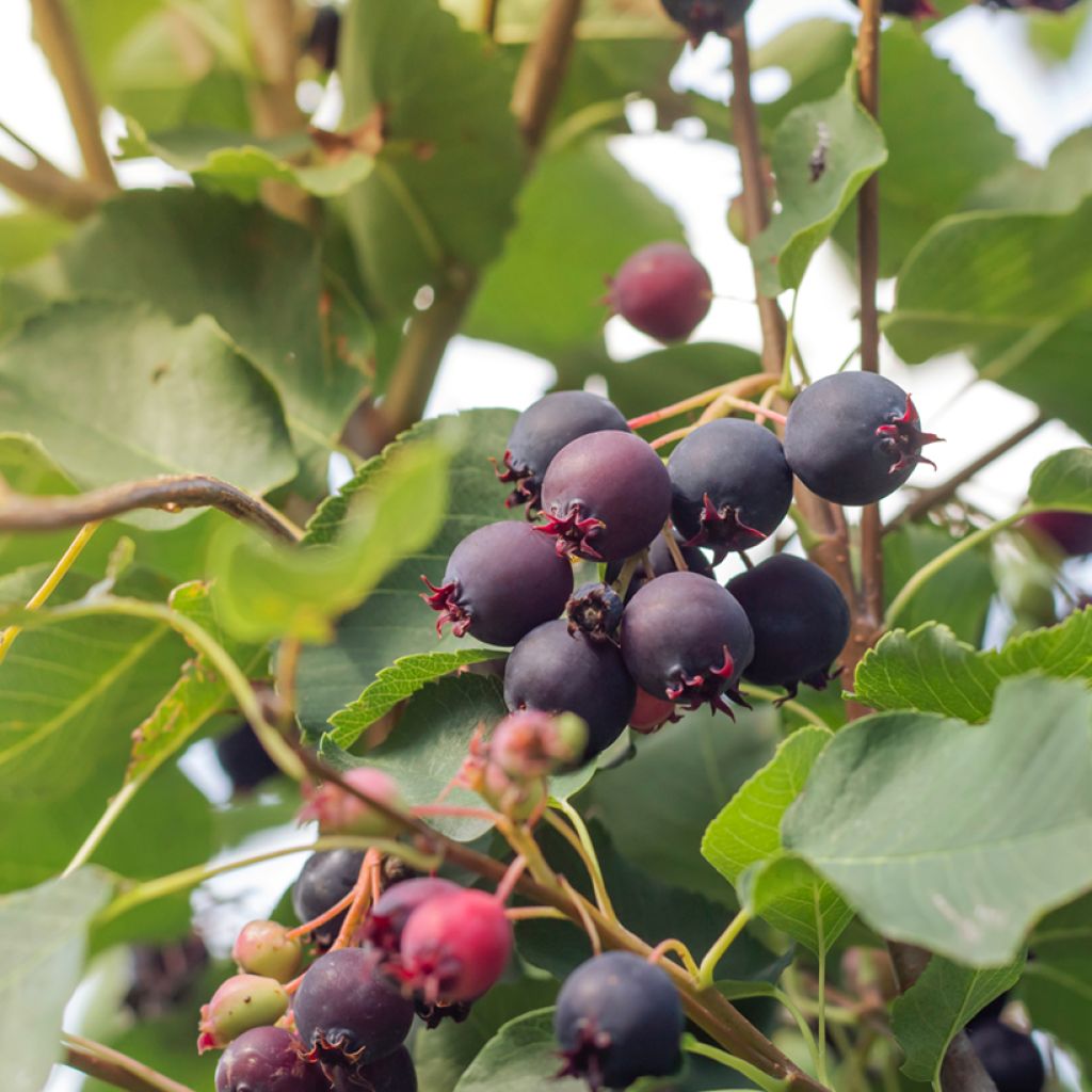 Amelanchier alnifolia GreatBerry Aroma