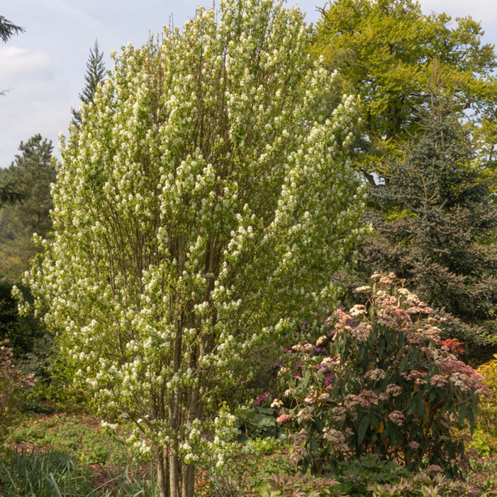 Amelanchier alnifolia Obelisk