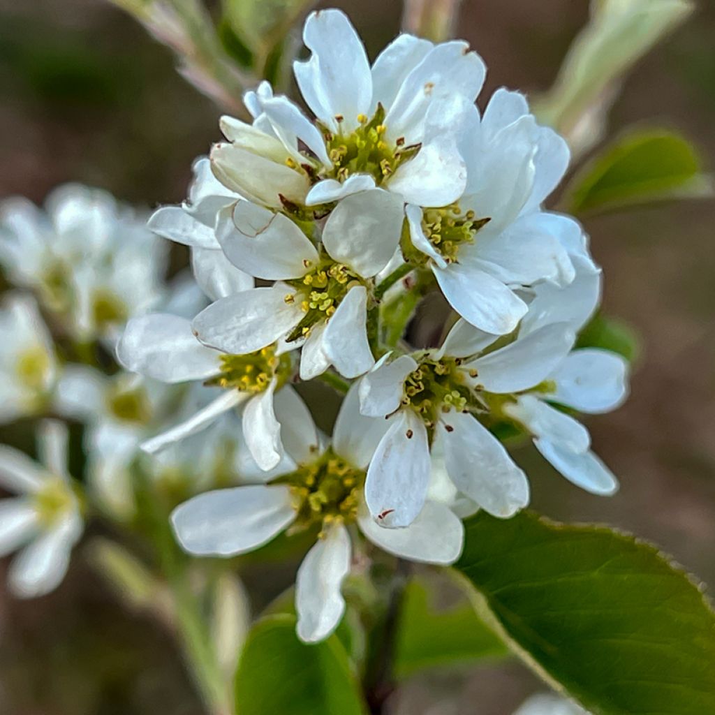 Amelanchier alnifolia Saskatoon Berry