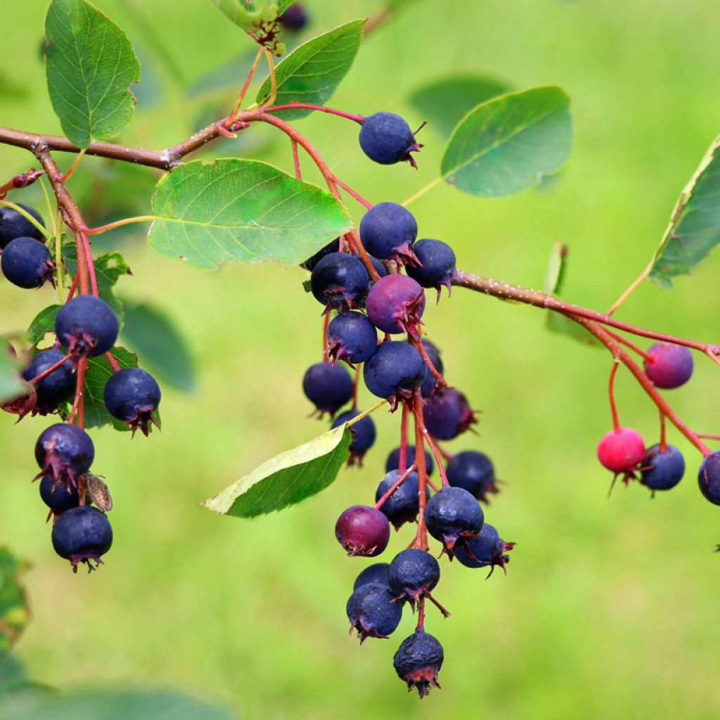 Amelanchier alnifolia Saskatoon Berry