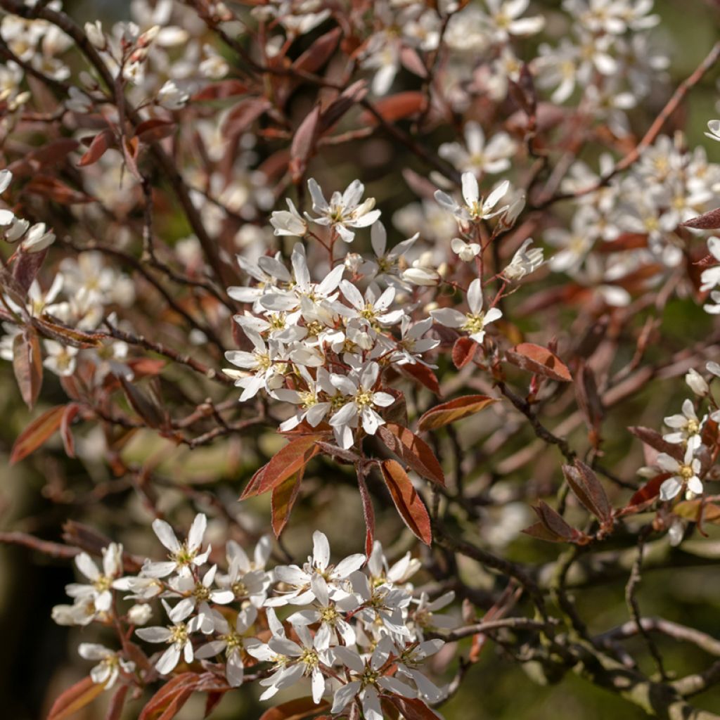 Amelanchier canadensis - Amélanchier du Canada