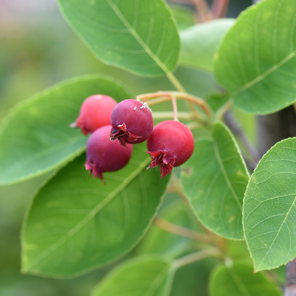 Amelanchier canadensis - Amélanchier du Canada