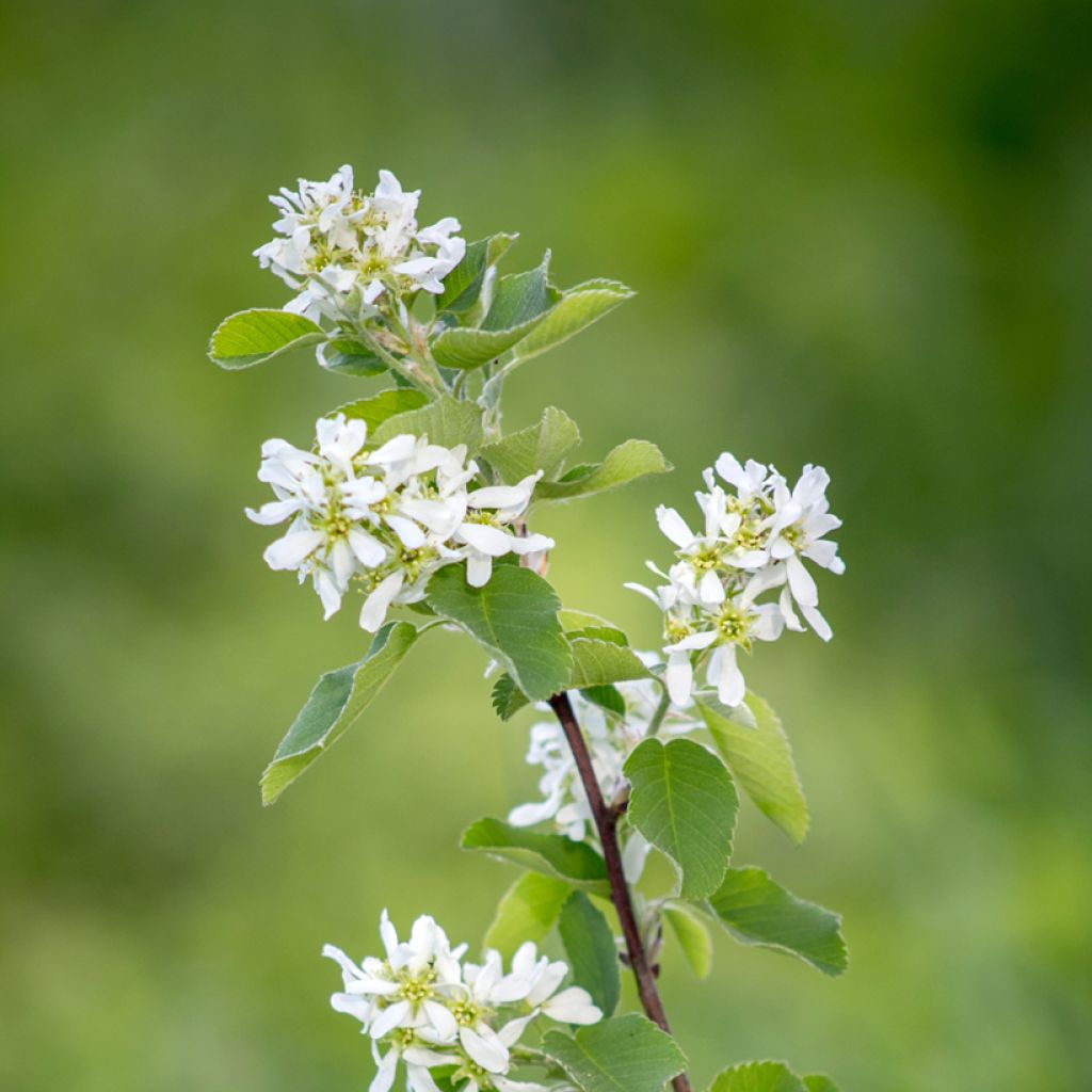 Amelanchier canadensis - Amélanchier du Canada