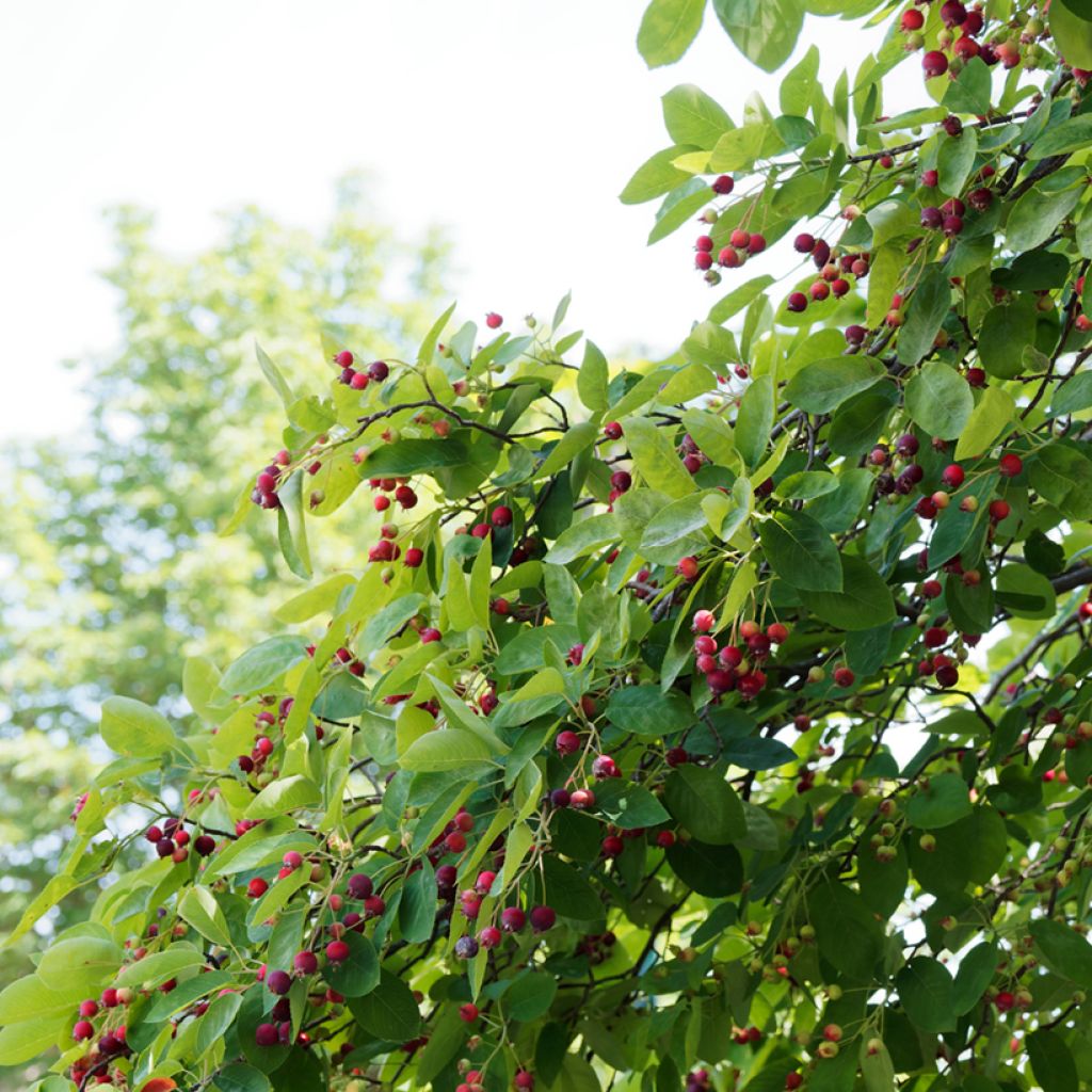 Amelanchier canadensis - Amélanchier du Canada