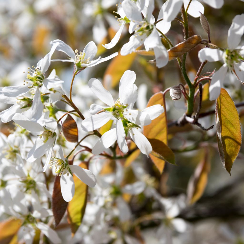 Amélanchier en épis - Amelanchier spicata