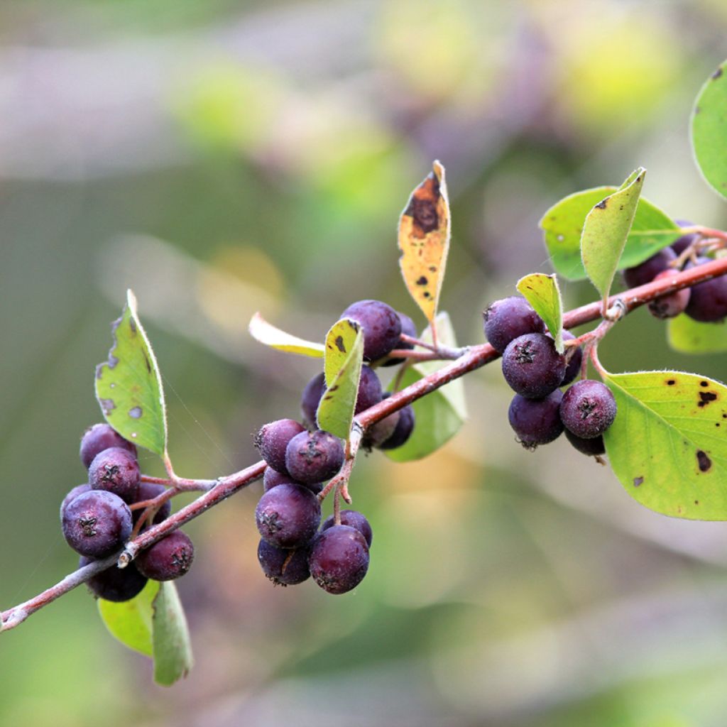 Amélanchier en épis - Amelanchier spicata