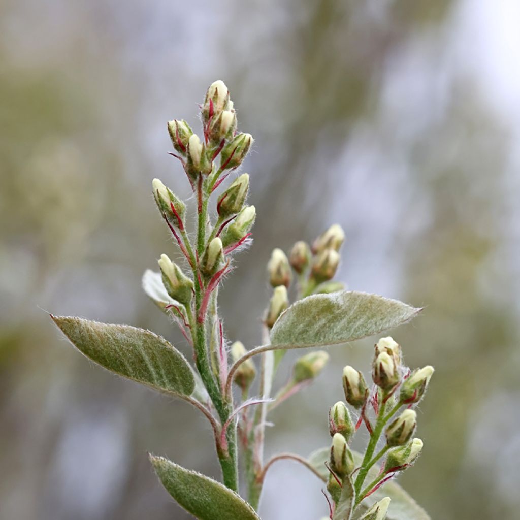 Amélanchier en épis - Amelanchier spicata