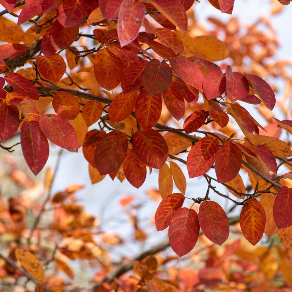 Amelanchier lamarckii - Amélanchier de Lamarck