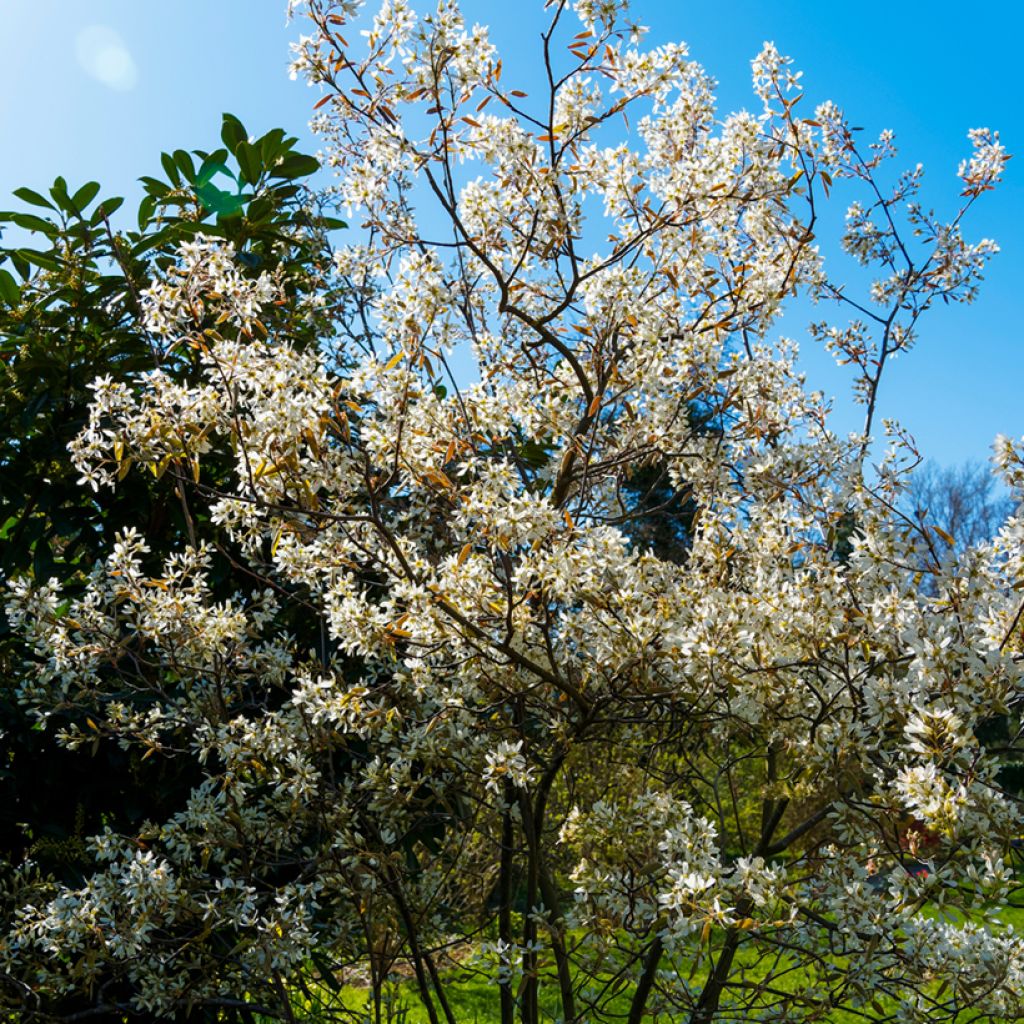 Amelanchier lamarckii - Amélanchier de Lamarck