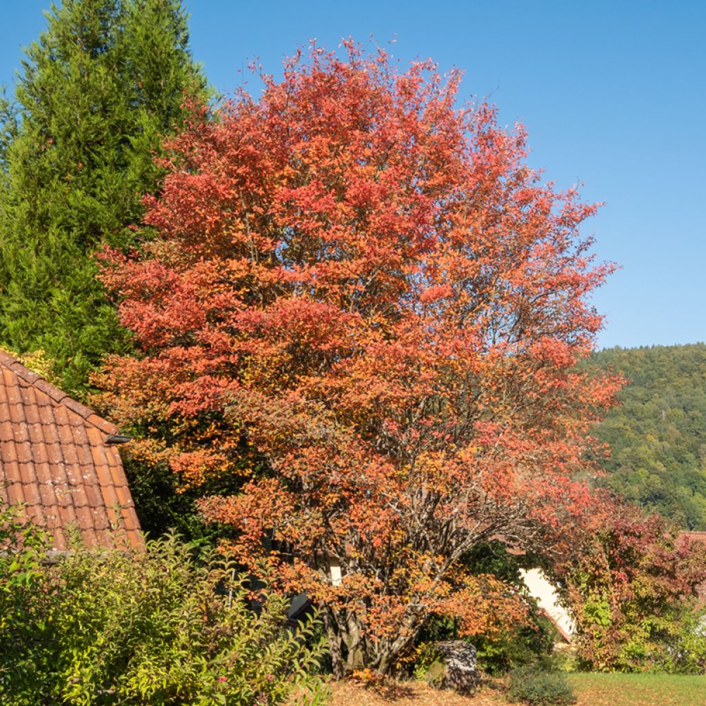 Amelanchier lamarckii - Amélanchier de Lamarck