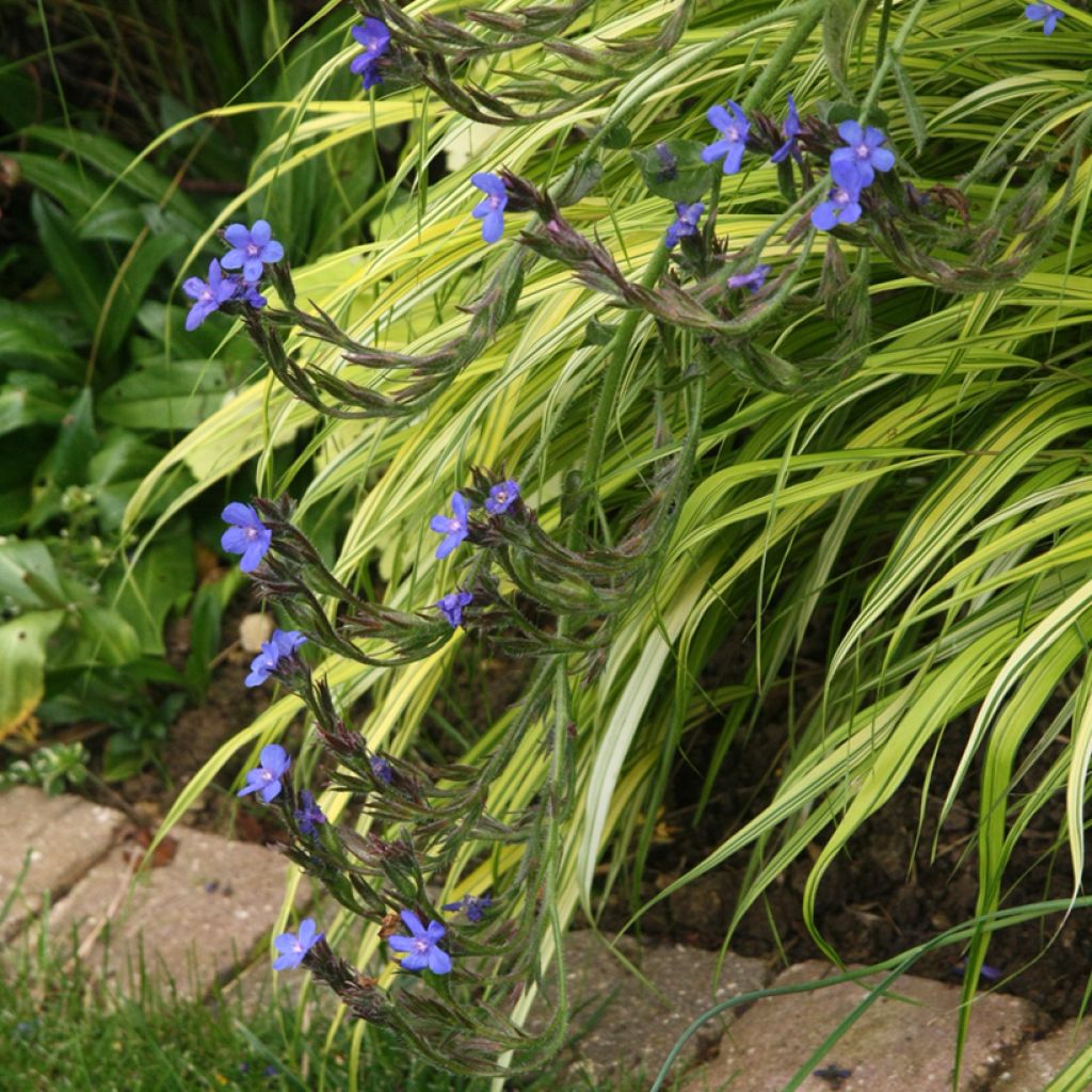 Anchusa azurea Loddon Royalist - Buglosse d'Italie