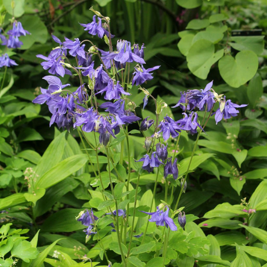 Ancolie commune - Aquilegia vulgaris