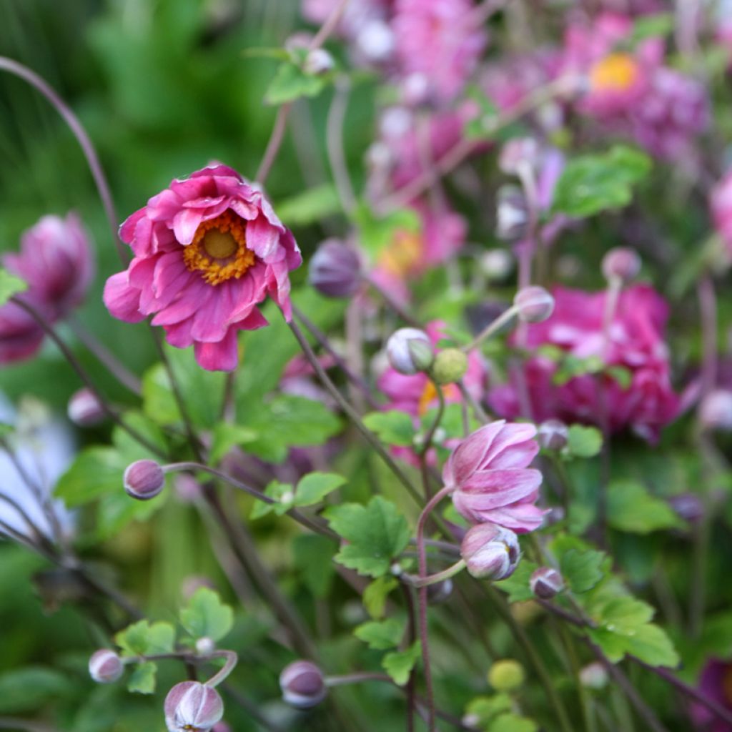 Anémone du Japon Pamina - Anemone hupehensis var. japonica