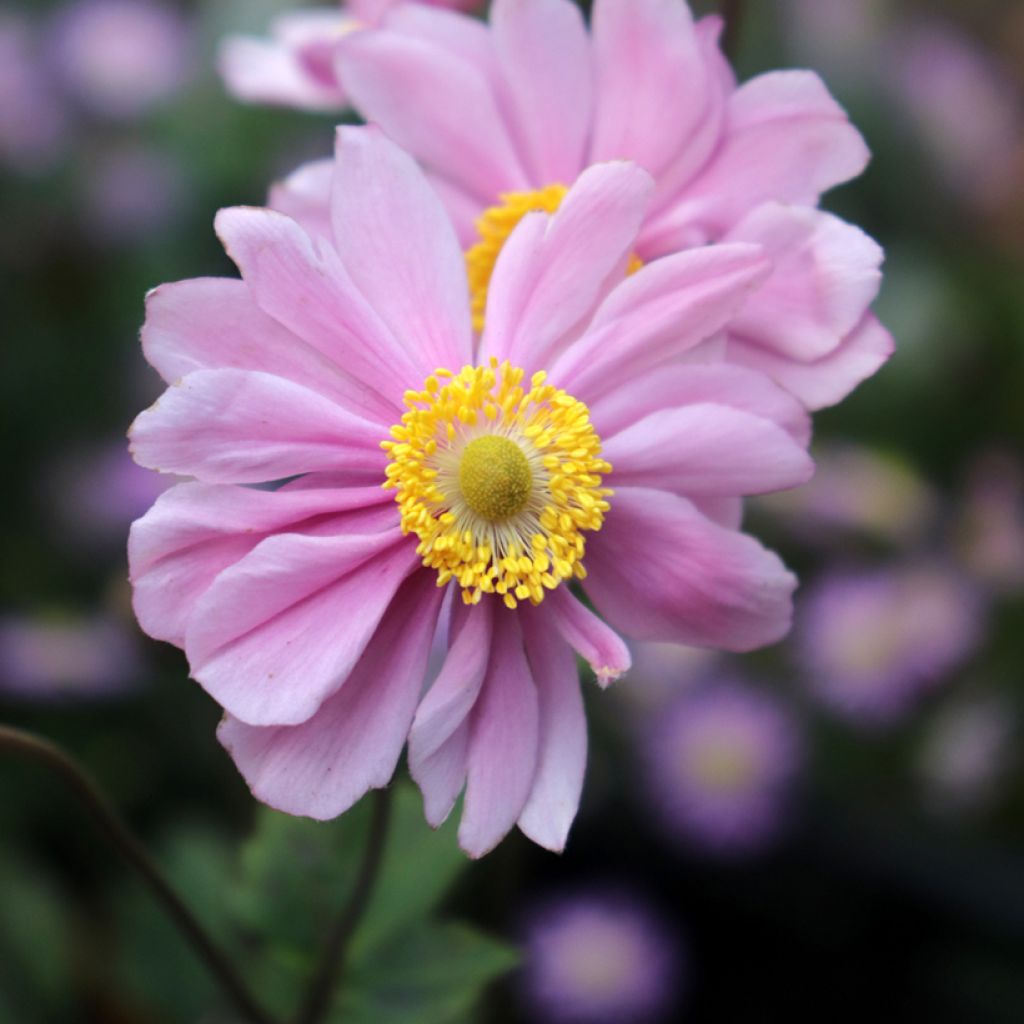 Anémone japonaise tomentosa Serenade