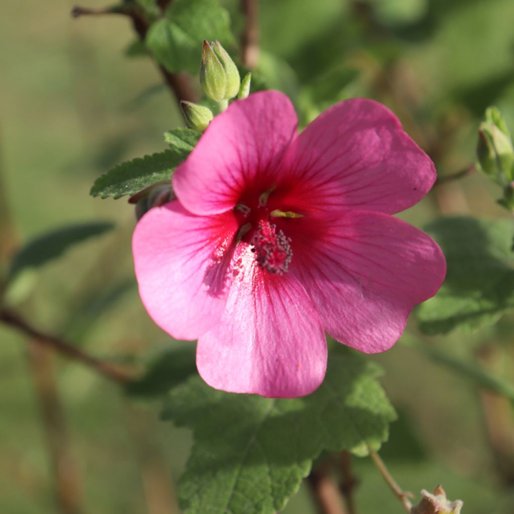 Anisodontea capensis El Rayo - Mauve arbustive du Cap