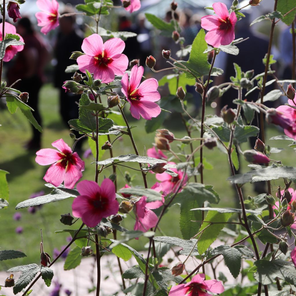 Anisodontea capensis El Rayo - Mauve arbustive du Cap