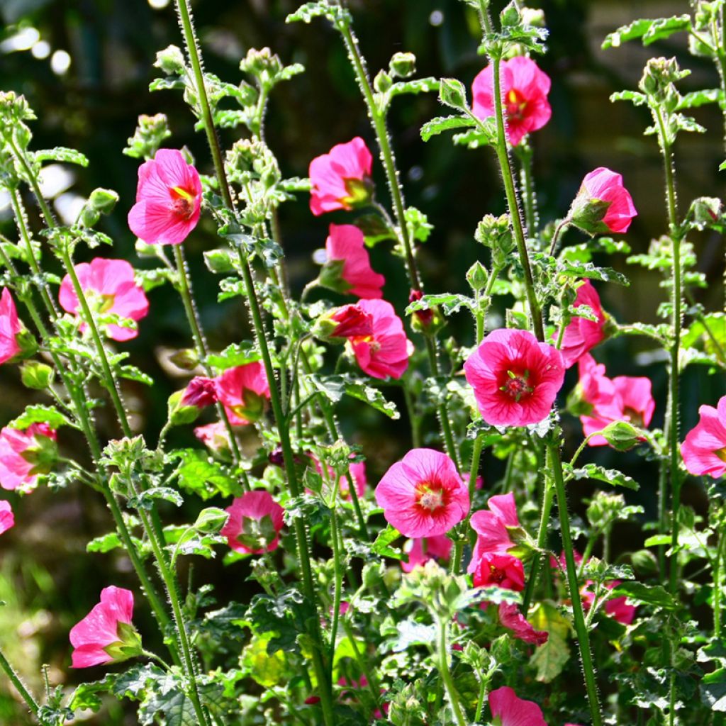 Anisodontea capensis El Rayo - Mauve arbustive du Cap