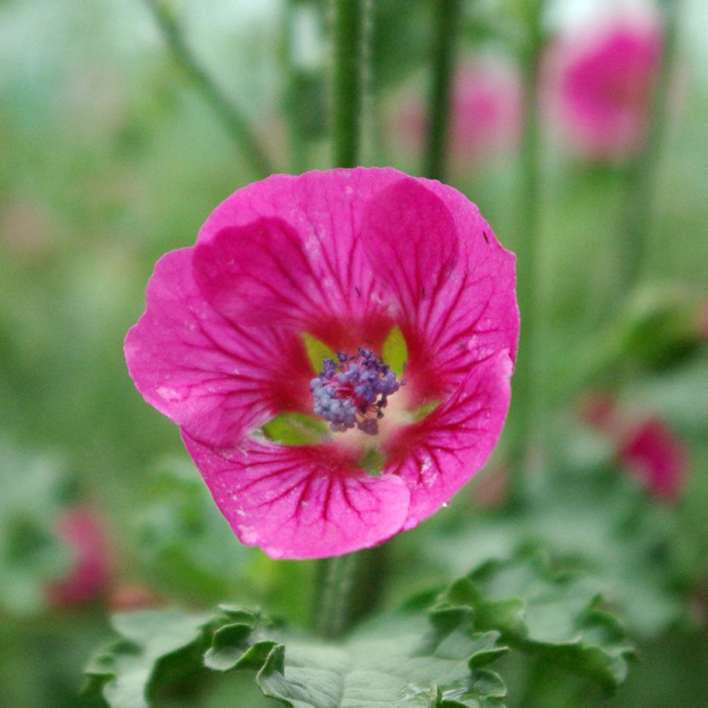 Anisodontea scabrosa Large Red - Mauve du Cap