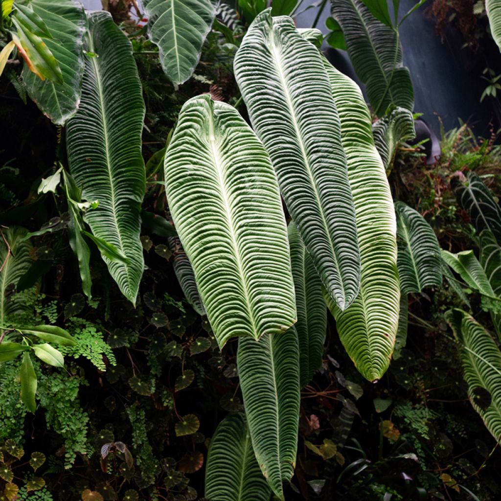 Anthurium veitchii Narrow