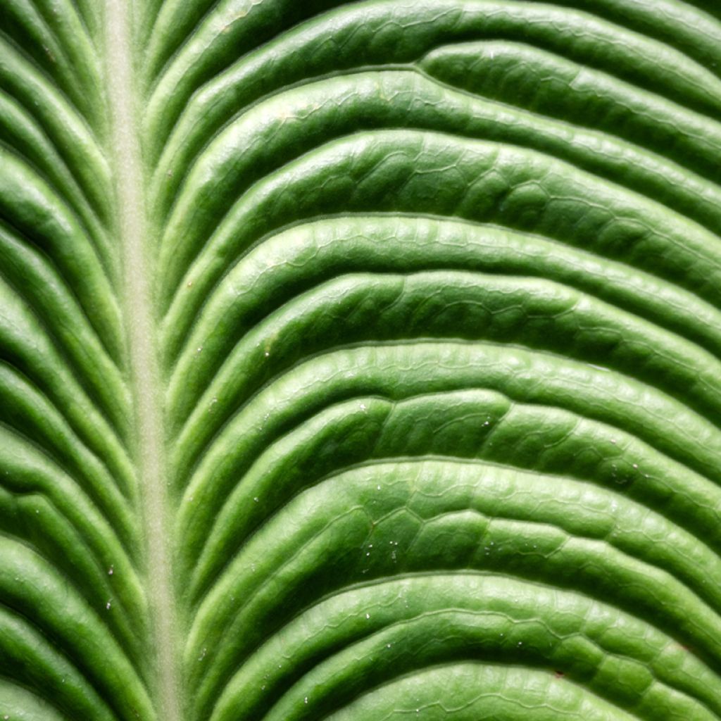 Anthurium veitchii Narrow