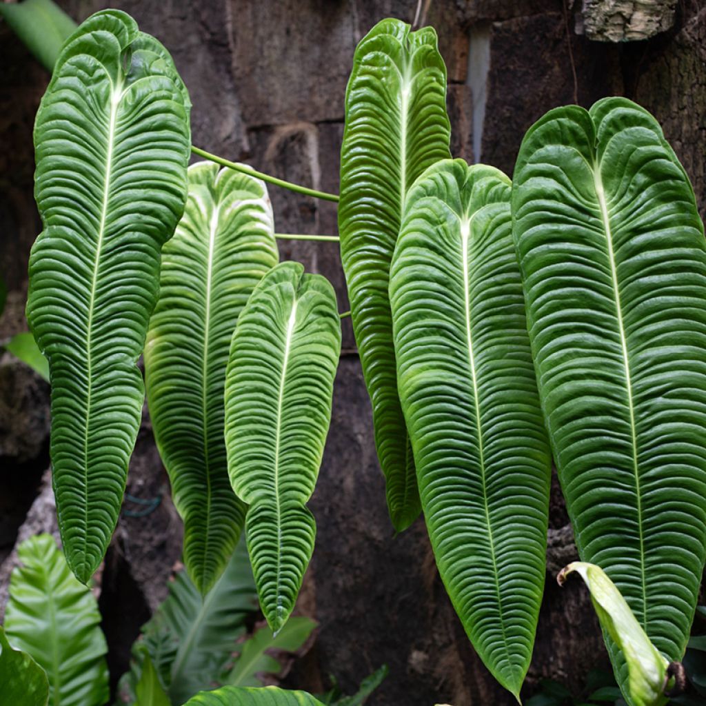 Anthurium veitchii Narrow