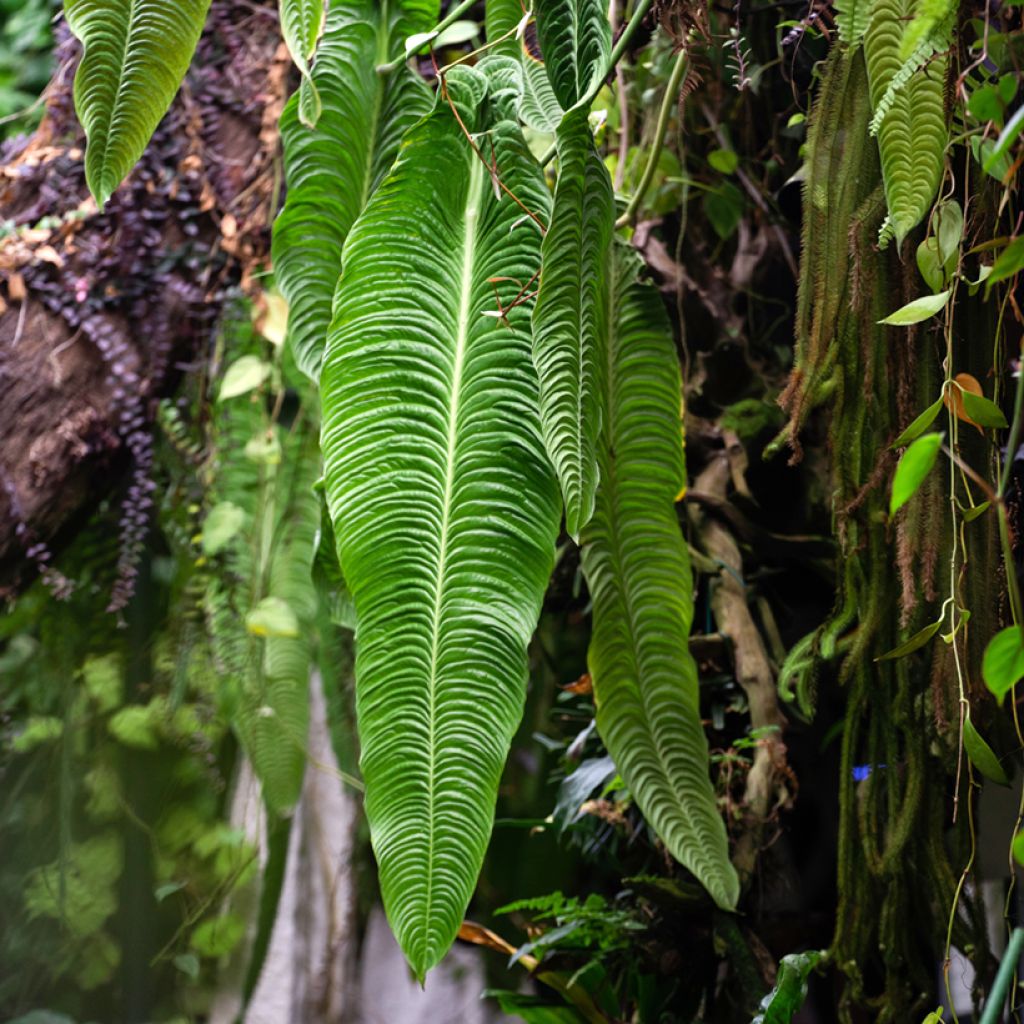 Anthurium veitchii Narrow