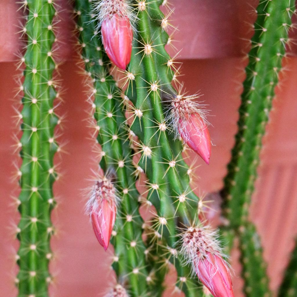 Aporophyllum malisonii - Cactus Queue de Rat