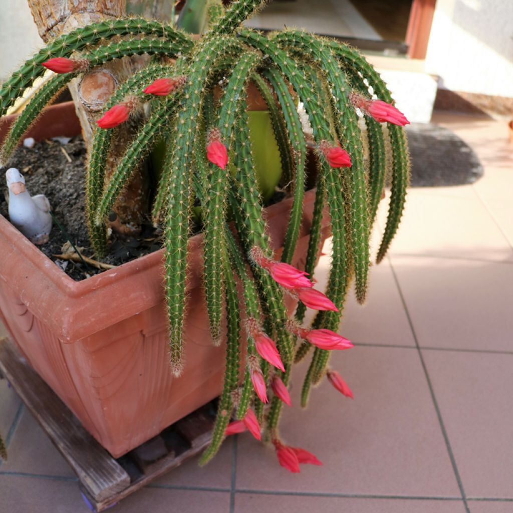 Aporophyllum malisonii - Cactus Queue de Rat